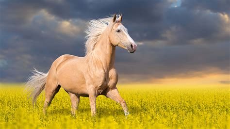 1,784 Palomino Horses Premium High Res Photos